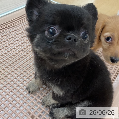 チワワの写真