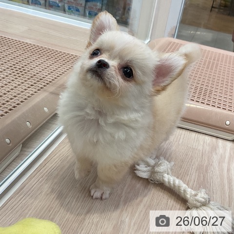 チワワの写真
