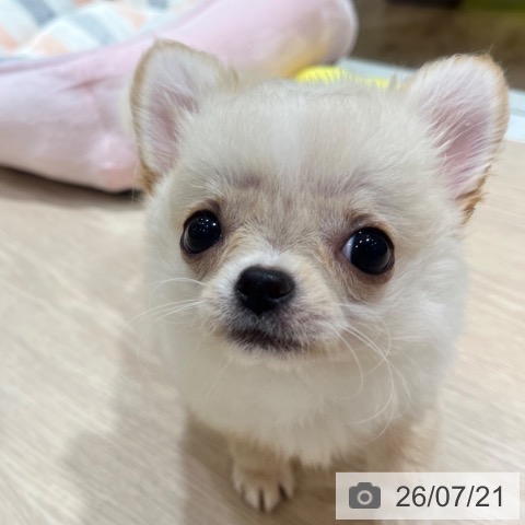 大阪府のチワワ(ロング) (ペットプラス 堺鉄砲町店/2026年4月27日生まれ/男の子/クリームホワイト)の子犬の3枚目の画像