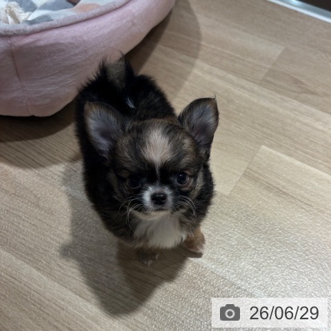 チワワの写真