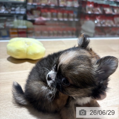 兵庫県のチワワ(ロング) (ペットプラス 神戸三宮店/2026年4月27日生まれ/男の子/セーブルホワイト)の子犬の4枚目の画像
