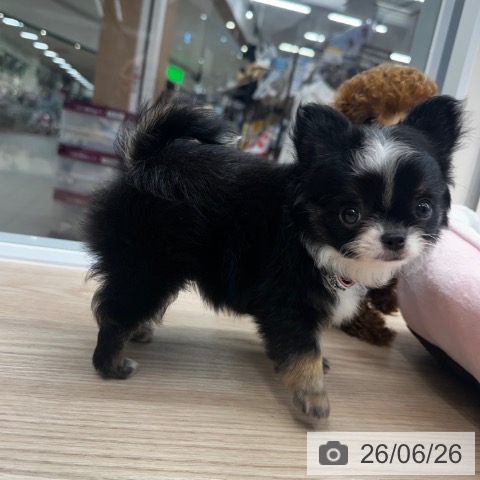 チワワの写真
