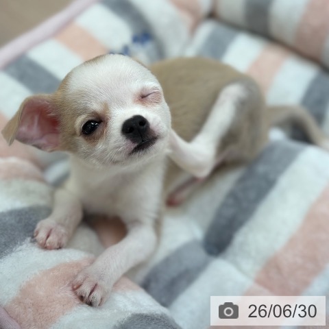 チワワの写真