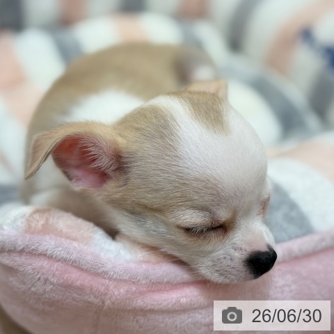 チワワの写真