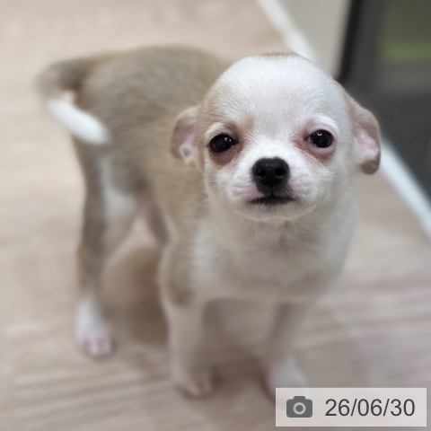 チワワの写真