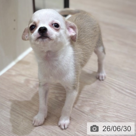 チワワの写真
