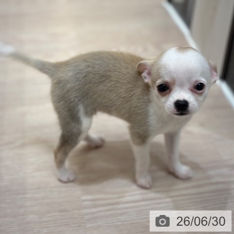 チワワの写真