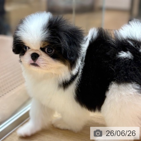 狆の写真