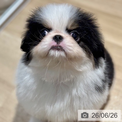 狆の写真