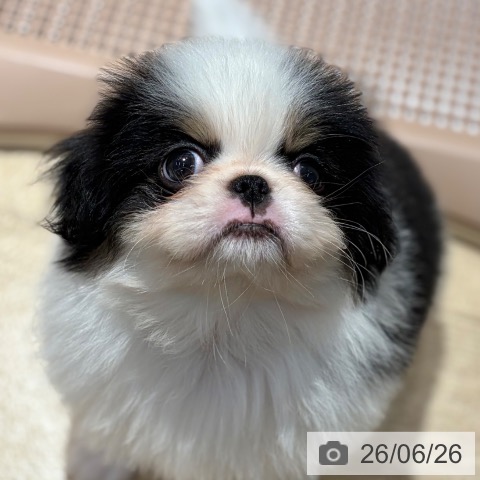狆の写真