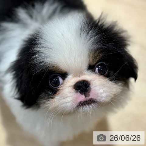 狆の写真