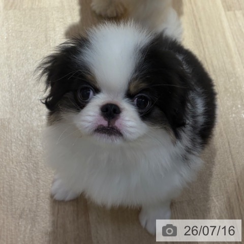 大阪府の狆 (ペットプラス イオン大日店/2026年4月27日生まれ/男の子/白黒)の子犬の4枚目の画像