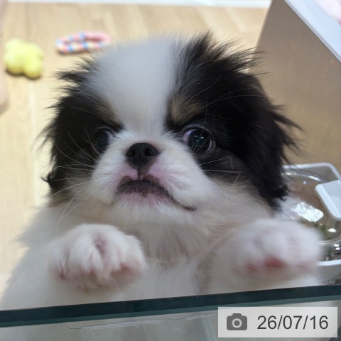 大阪府の狆 (ペットプラス イオン大日店/2026年4月27日生まれ/男の子/白黒)の子犬の3枚目の画像