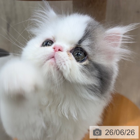エキゾチックの写真