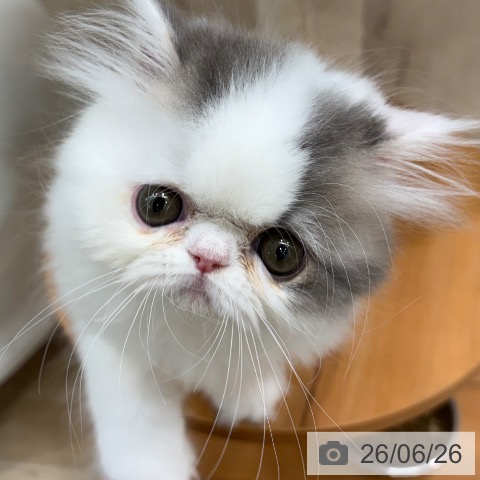 エキゾチックの写真