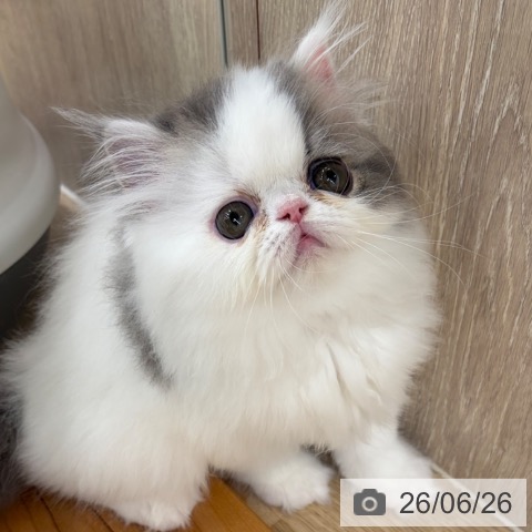 エキゾチックの写真