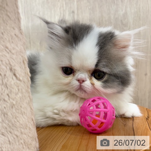 大阪府のエキゾチック (ペットプラス イオン大日店/2026年4月27日生まれ/男の子/ブルーホワイト)の子猫の3枚目の画像