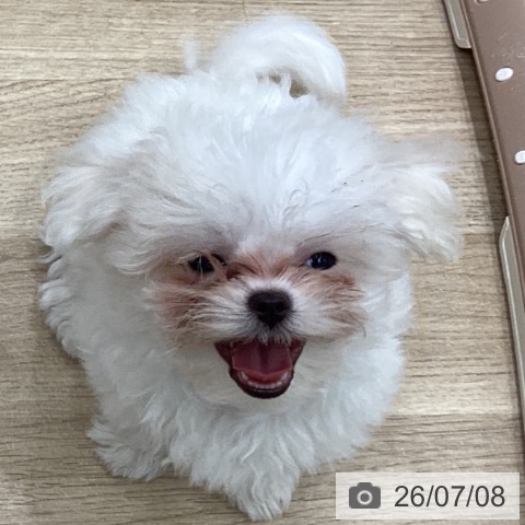 マルチーズの写真