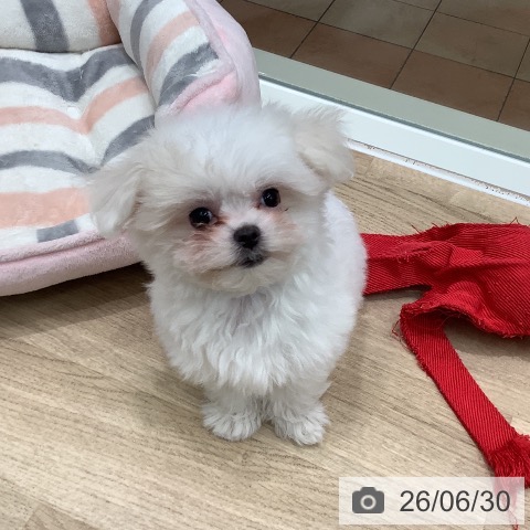 大阪府のマルチーズ (ペットプラス 鶴見店/2026年4月19日生まれ/男の子/ホワイト)の子犬の4枚目の画像