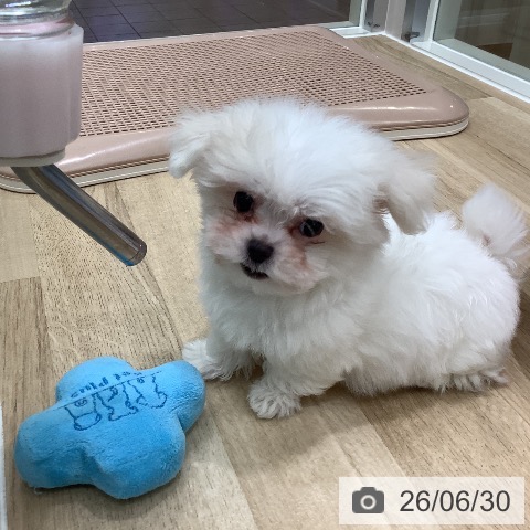 大阪府のマルチーズ (ペットプラス 鶴見店/2026年4月19日生まれ/男の子/ホワイト)の子犬の3枚目の画像