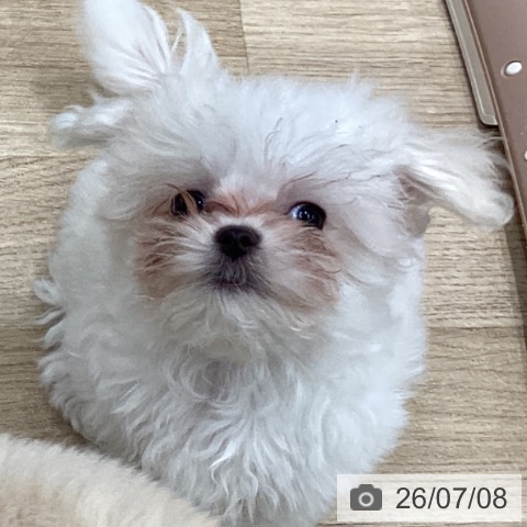 大阪府のマルチーズ (ペットプラス 鶴見店/2026年4月19日生まれ/男の子/ホワイト)の子犬の4枚目の画像