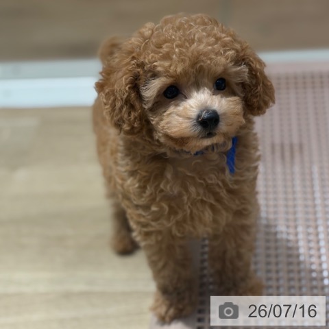 大阪府のトイプードル(トイ) (ペットプラス イオン大日店/2026年4月29日生まれ/男の子/レッドフォーン)の子犬の4枚目の画像