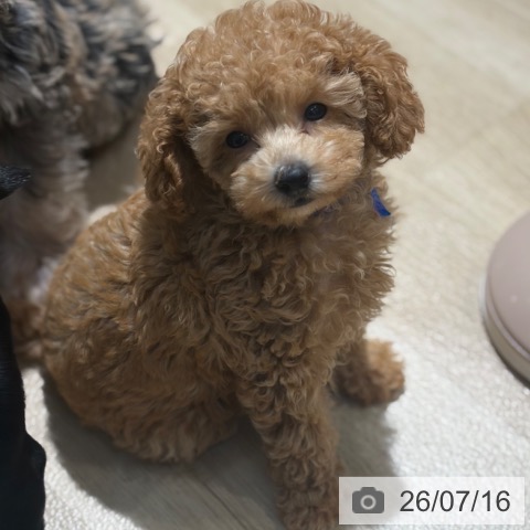 大阪府のトイプードル(トイ) (ペットプラス イオン大日店/2026年4月29日生まれ/男の子/レッドフォーン)の子犬の3枚目の画像