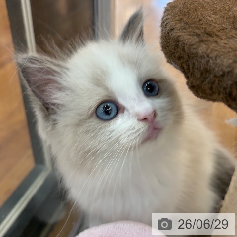 ラグドールの写真