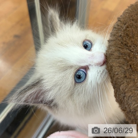 ラグドールの写真