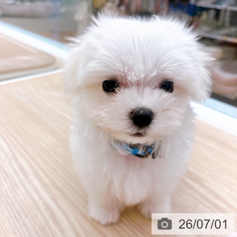 京都府のマルチーズ (ペットプラス 京都桂川店/2026年4月29日生まれ/男の子/ホワイト)の子犬の4枚目の画像