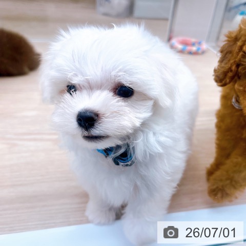 京都府のマルチーズ (ペットプラス 京都桂川店/2026年4月29日生まれ/男の子/ホワイト)の子犬の3枚目の画像