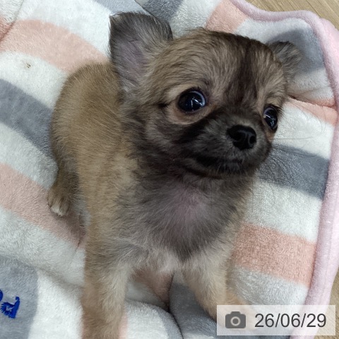 大阪府のチワワ(ロング) (ペットプラス りんくう泉南店/2026年4月23日生まれ/男の子/フォーンホワイト)の子犬の3枚目の画像