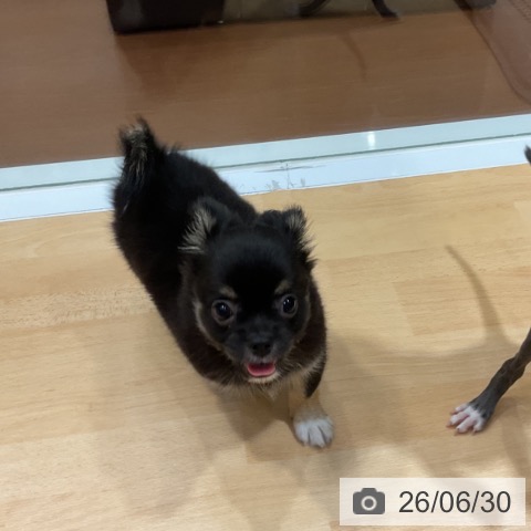 チワワの写真