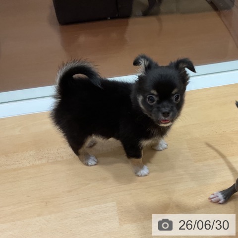 チワワの写真