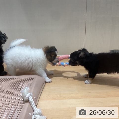 チワワの写真