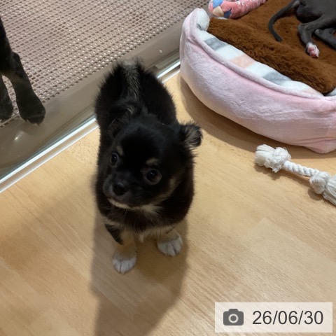 チワワの写真