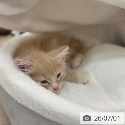 大阪府のノルウェージャンフォレストキャット (ペットプラス 大阪ドームシティ店/2026年4月30日生まれ/男の子/クリームタビーホワイト)の子猫の3枚目の画像