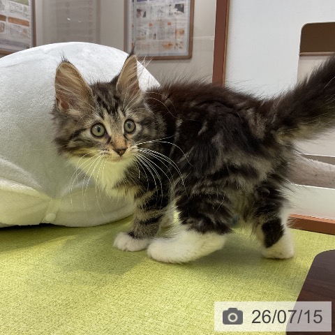 大阪府のノルウェージャンフォレストキャット (ペットプラス ららぽーと和泉店/2026年4月23日生まれ/男の子/ブラウンタビーホワイト)の子猫の4枚目の画像