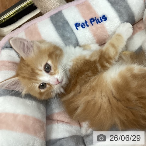ノルウェージャンフォレストキャットの写真