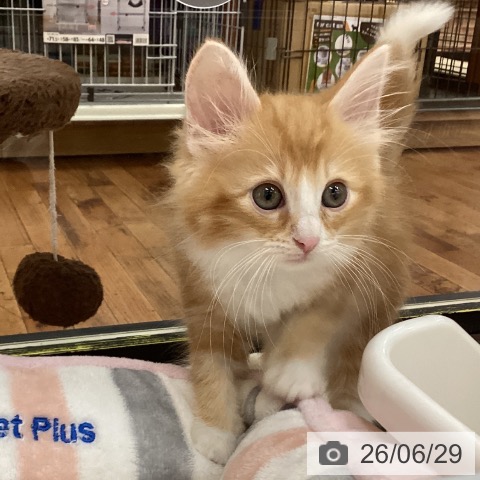 ノルウェージャンフォレストキャットの写真