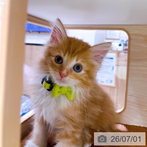 ノルウェージャンフォレストキャットの写真