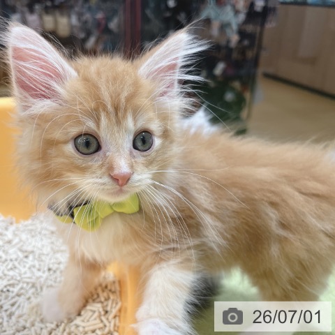 ノルウェージャンフォレストキャットの写真