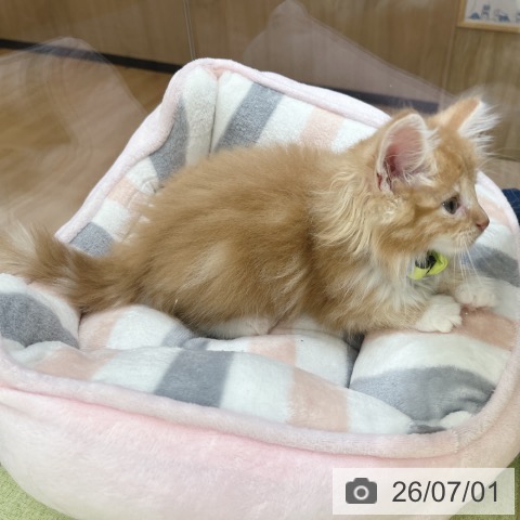 ノルウェージャンフォレストキャットの写真