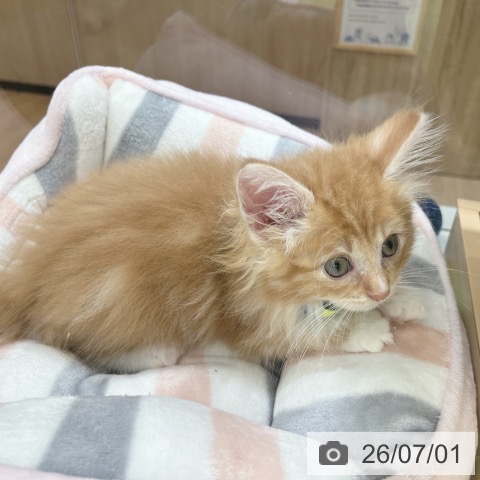 ノルウェージャンフォレストキャットの写真