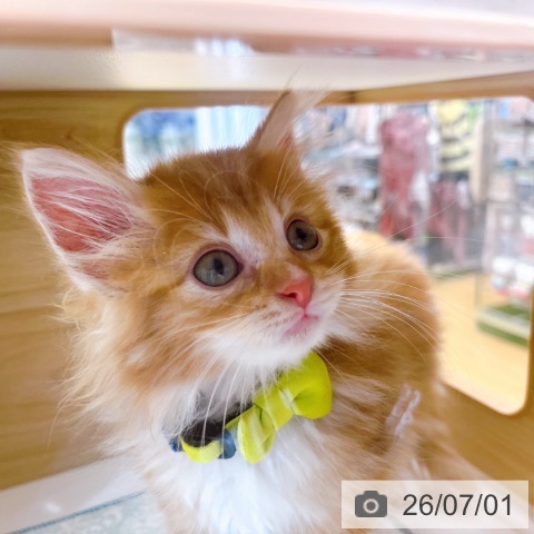 ノルウェージャンフォレストキャットの写真