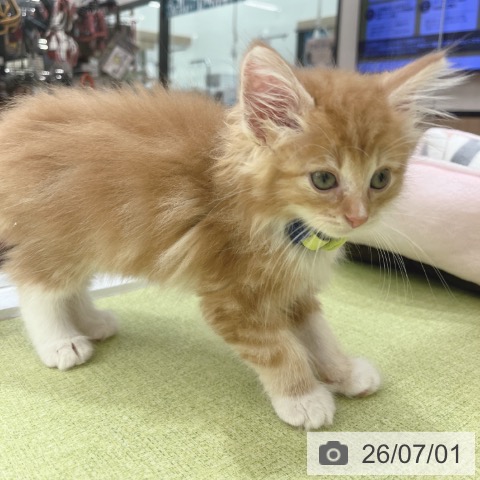 ノルウェージャンフォレストキャットの写真