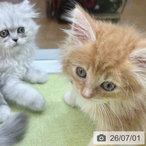 ノルウェージャンフォレストキャットの写真