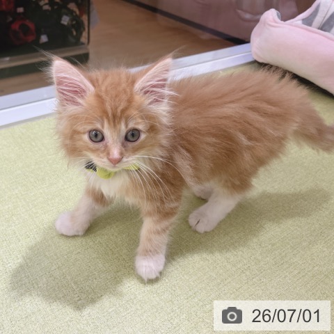 ノルウェージャンフォレストキャットの写真