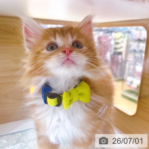 京都府のノルウェージャンフォレストキャット (ペットプラス 京都桂川店/2026年4月17日生まれ/男の子/レッドタビーホワイト)の子猫の4枚目の画像
