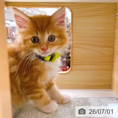 京都府のノルウェージャンフォレストキャット (ペットプラス 京都桂川店/2026年4月17日生まれ/男の子/レッドタビーホワイト)の子猫の3枚目の画像